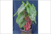 Alocasia