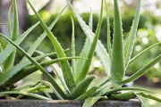 Aloe