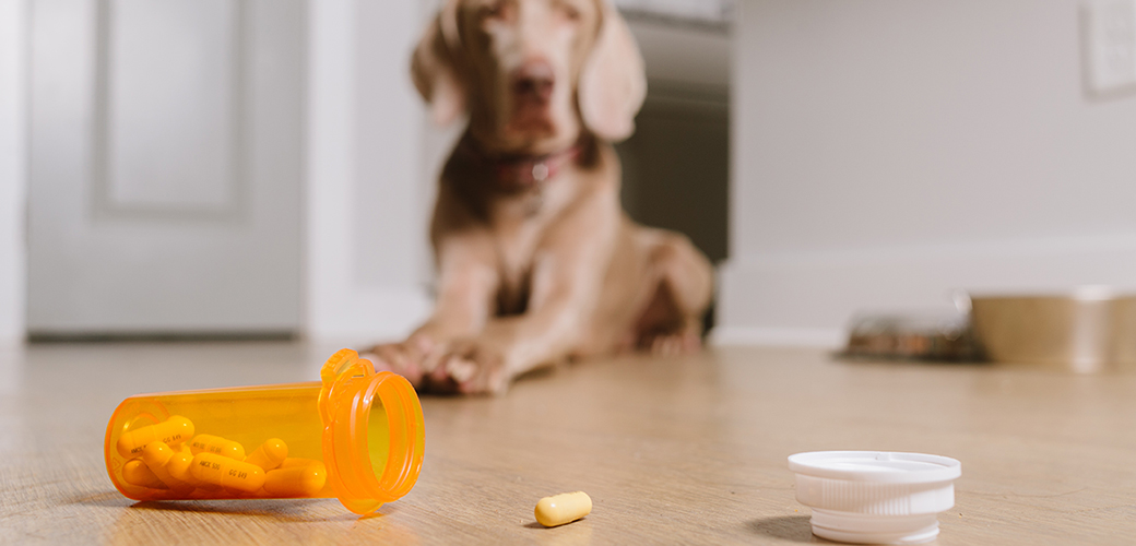 a dog looking at a pill bottle on the ground