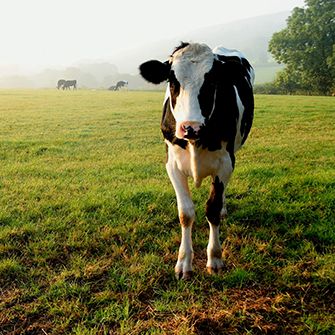 a cow in a pasture