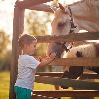 a child touching a horse through a wooden fence