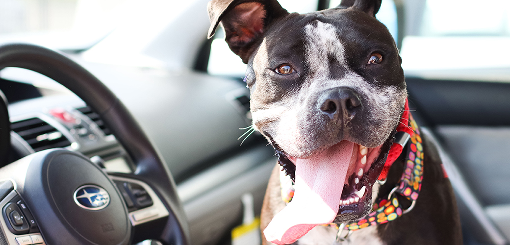 a pitbull in a subaru