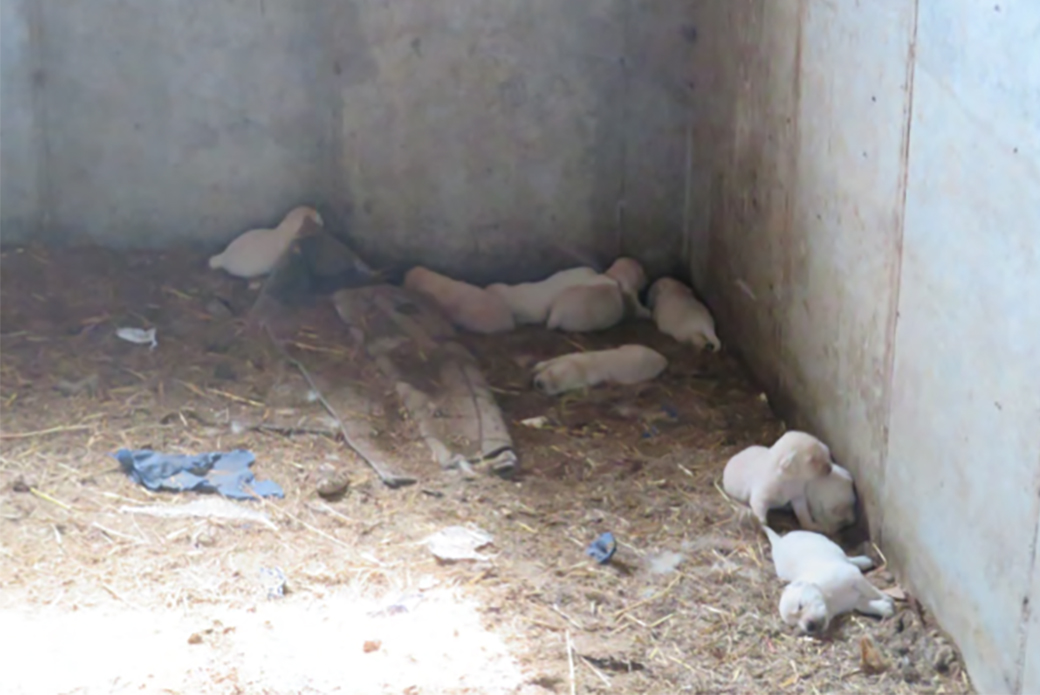 puppies in a dirty pen