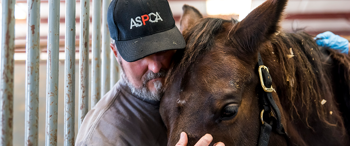 Man petting brown horse